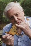 DAVID ATTENBOROUGH - Legendary Natural Historian - 8"x12" - (2)